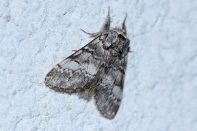 <i>Drymonia ruficornis</i>