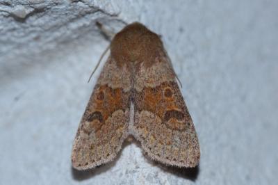 <i>Orthosia miniosa</i>