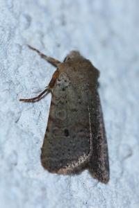 <i>Spudaea ruticilla</i>