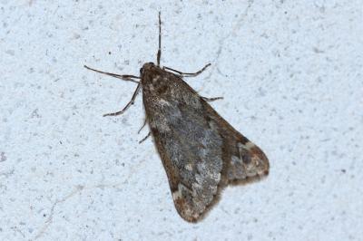 <i>Alsophila aescularia</i>
