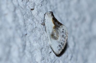 <i>Cilix glaucata</i>