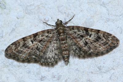 Eupithecia dodoneata