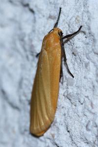 <i>Wittia sororcula</i>