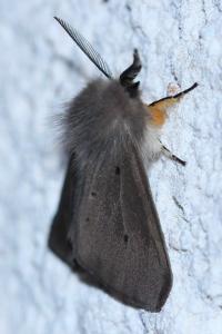 <i>Diaphora mendica</i>