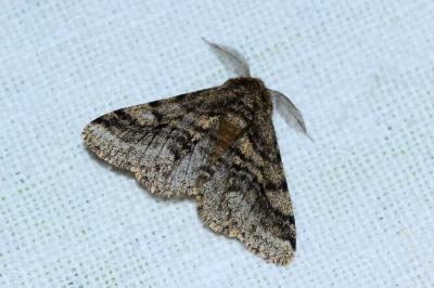 <i>Lycia hirtaria</i>