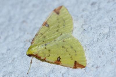 <i>Opisthograptis luteolata</i>