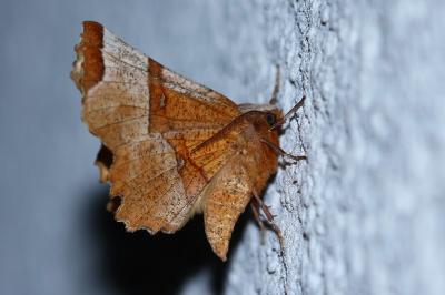 <i>Selenia lunularia</i>