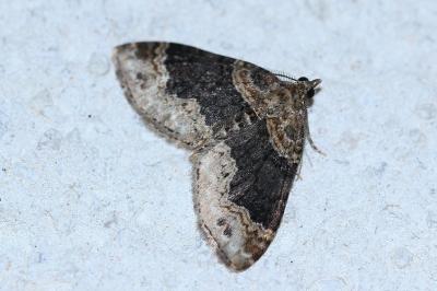 <i>Xanthorhoe ferrugata</i>