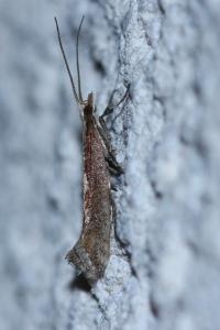 <i>Plutella xylostella</i>