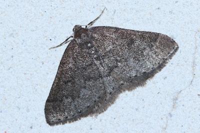 <i>Aleucis distinctata</i>