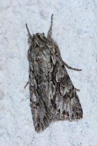 <i>Xylocampa areola</i>