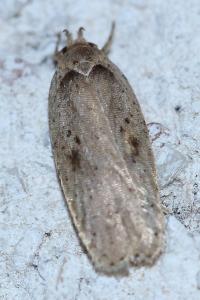 <i>Agonopterix yeatiana</i>