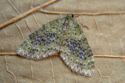 <i>Acasis viretata</i>
