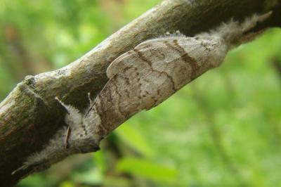 <i>Calliteara pudibunda</i>