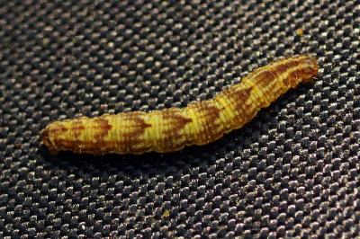 <i>Gymnoscelis rufifasciata</i>