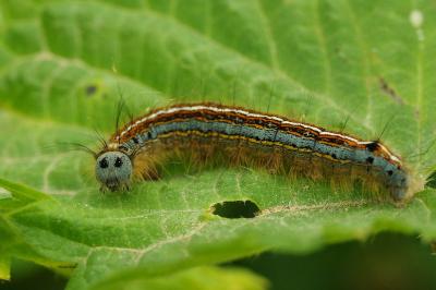 <i>Malacosoma neustria</i>