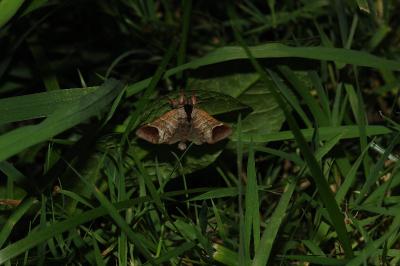 <i>Clostera curtula</i>