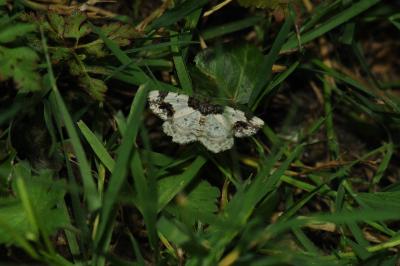 <i>Ligdia adustata</i>