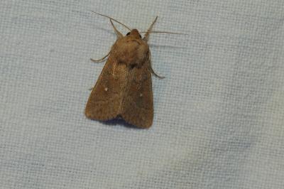 <i>Mythimna albipuncta</i>