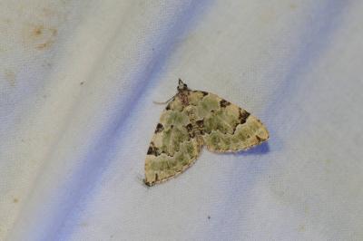 <i>Colostygia pectinataria</i>