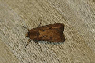 <i>Agrotis exclamationis</i>