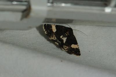 <i>Tyta luctuosa</i>