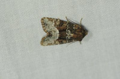 <i>Oligia strigilis</i>