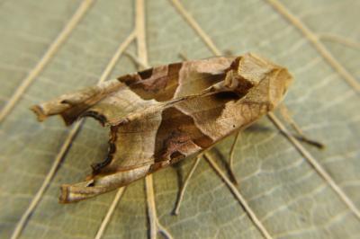 Phlogophora meticulosa