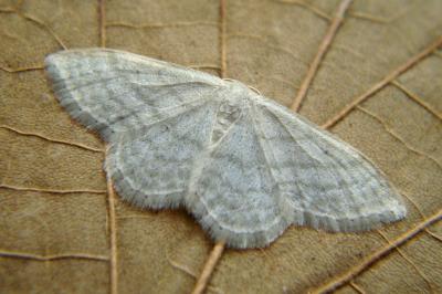 <i>Idaea subsericeata</i>