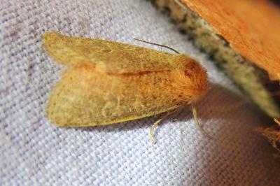 <i>Orthosia cruda</i>