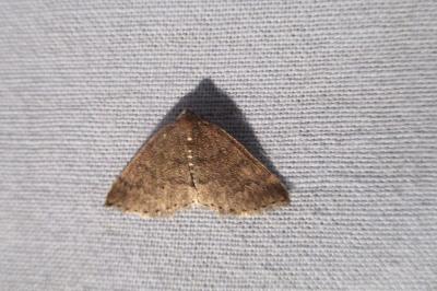 <i>Aleucis distinctata</i>