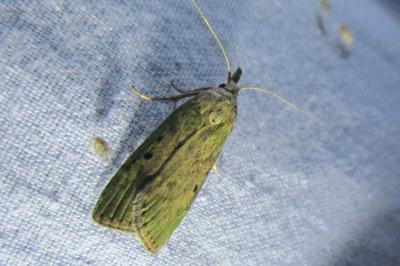 <i>Aphomia sociella</i>