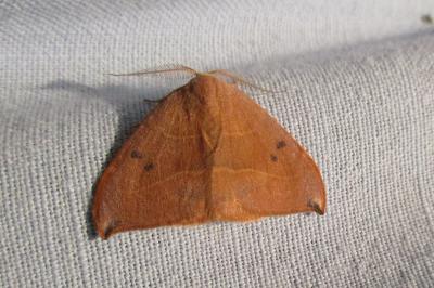 <i>Watsonalla binaria</i>