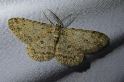 <i>Hypomecis punctinalis</i>