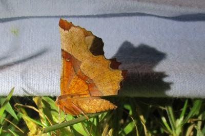 <i>Selenia lunularia</i>