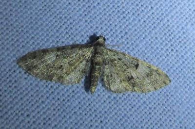 <i>Eupithecia dodoneata</i>