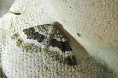 <i>Epirrhoe alternata</i>