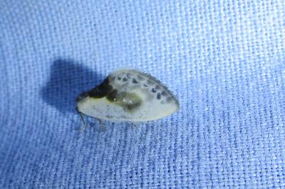 <i>Cilix glaucata</i>