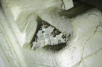<i>Xanthorhoe fluctuata</i>