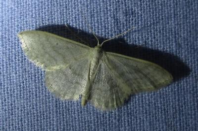 <i>Idaea subsericeata</i>