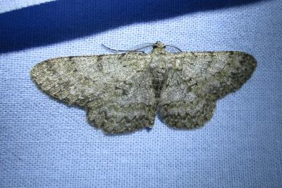<i>Hypomecis punctinalis</i>