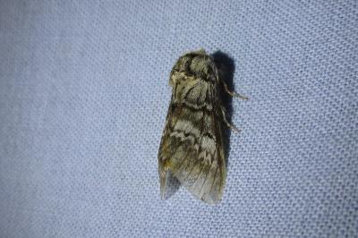 <i>Drymonia ruficornis</i>