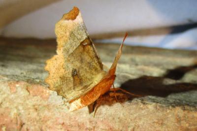 <i>Selenia lunularia</i>