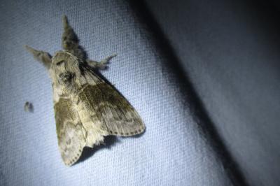 <i>Calliteara pudibunda</i>