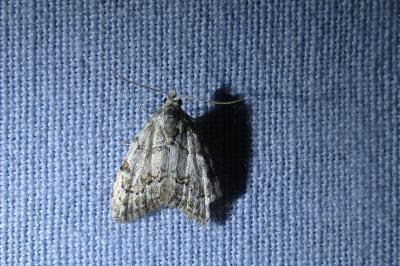 <i>Nola confusalis</i>