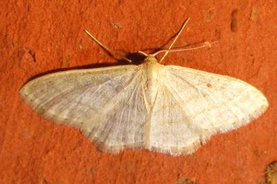 <i>Idaea subsericeata</i>