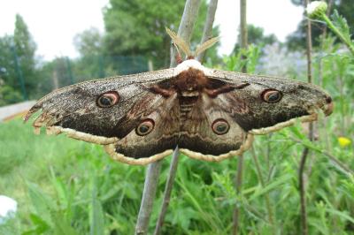 <i>Saturnia pyri</i>