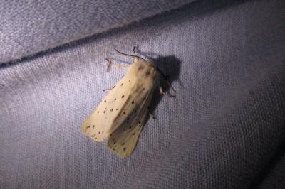 <i>Spilosoma lubricipeda</i>