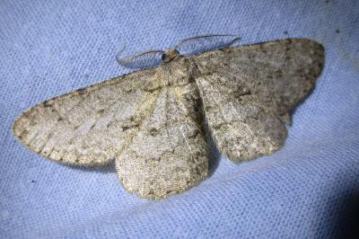 <i>Hypomecis punctinalis</i>