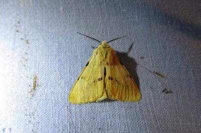 <i>Spilarctia lutea</i>